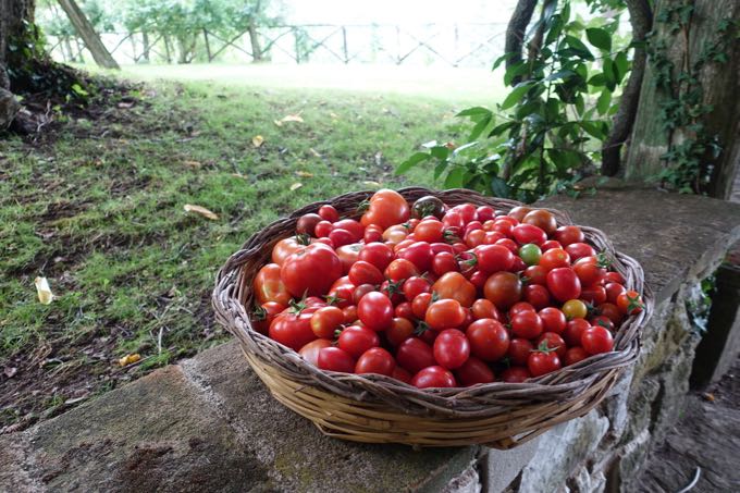 Tomatoes