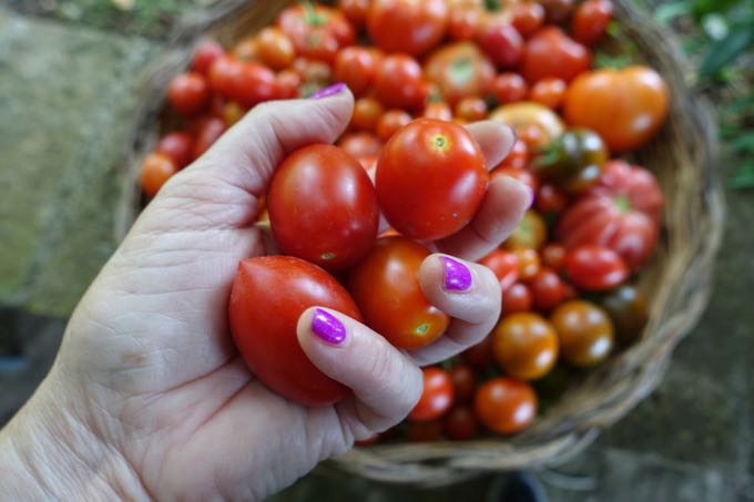 Tomatoes