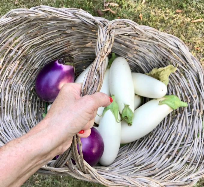 Roasted Eggplants and Tomatoes