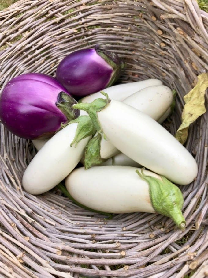 Roasted Eggplants and Tomatoes