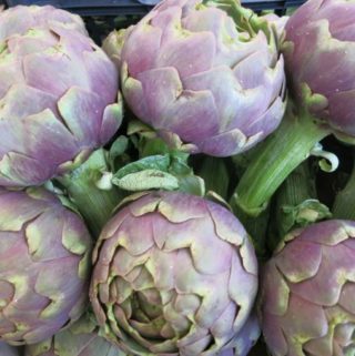 Artichokes for Raw Artichoke Salad