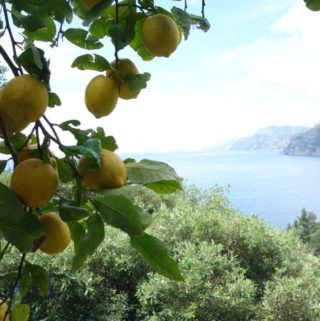 Lemons at Hotel Il San Pietro Positano