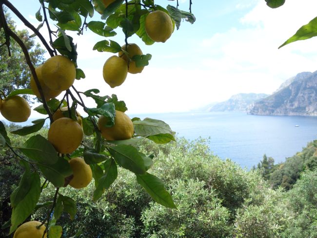 Lemons at Hotel Il San Pietro Positano