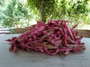 Fresh Borlotti Beans