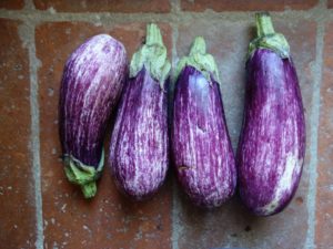 Eggplant