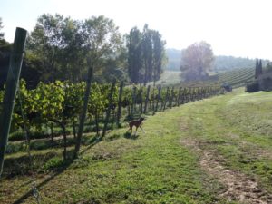 Grape Harvest and Goose Ragu