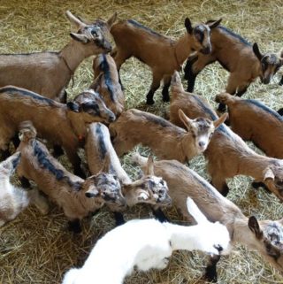 Baby Goats Elizabeth MInchilli