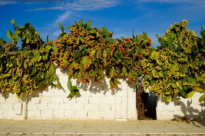 Puglia with Elizabeth Gilbert