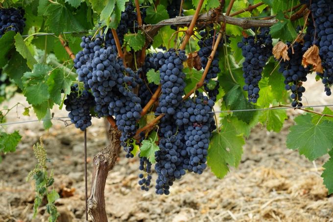 Grapes Sicily