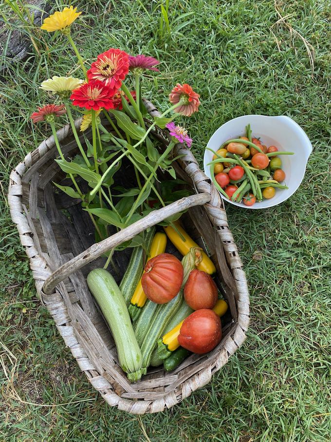 Zucchini and Tomatoes