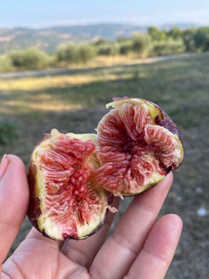 Figs