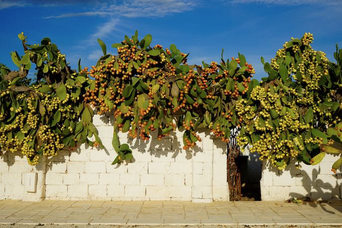 Masseria Potenti