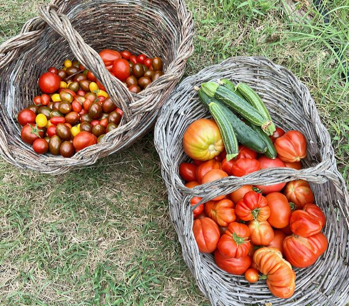 tomatoes